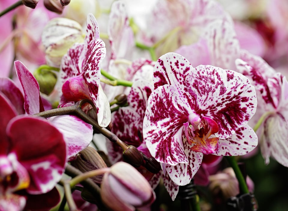 Where to Find Orchids Near You